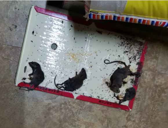 灭老鼠 (4).jpg